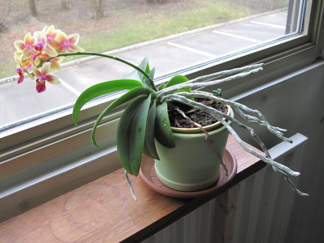 Flowering orchid beside a window, with leaves and flowers leaning toward the daylight.